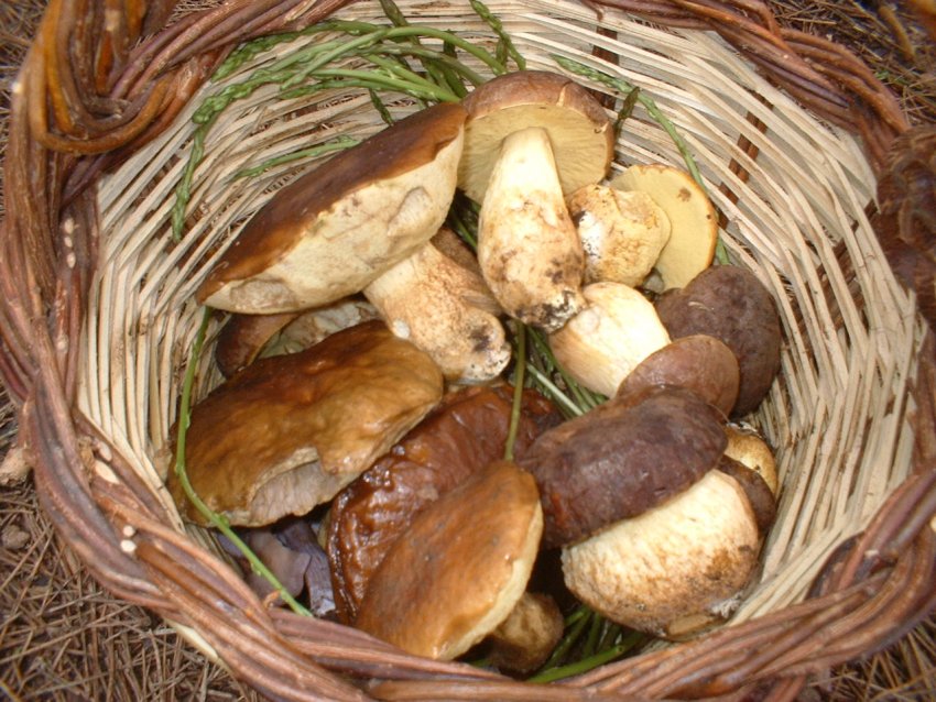 Escursione tra pino e leccio